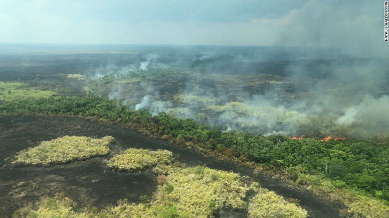 The Lungs of the Planet