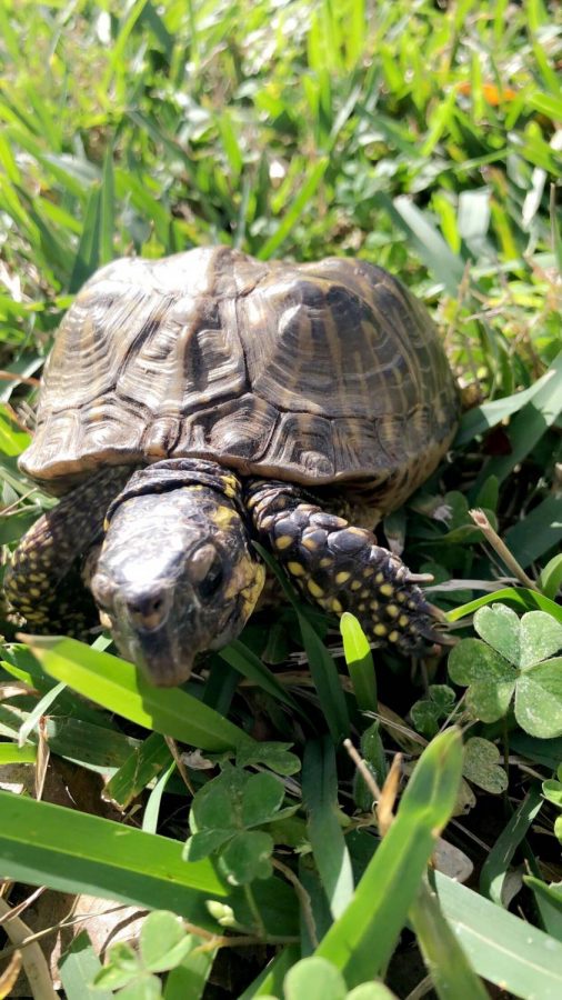This is an image of Gigi the Florida Box Turtle. Gigi was a surrendered pet which is how he ended up at Sandoway. Gigi loves to go on walks in the park and eat lots of fruits. 